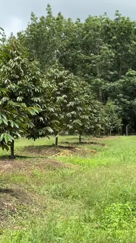 Vườn sầu riêng Thái tròn 2năm kể từ ngày xuống giống, vườn tại BinhPhuoc #sầuriêng 