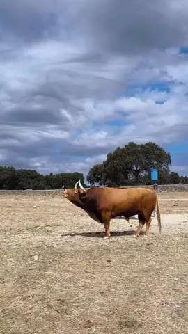 A falta del gallo.                                    #toros #campo #torosbravos #encierro #bousalcarrer #pasiontaurina #parati #capcut 