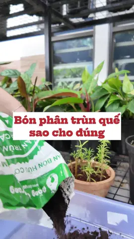 Bón phân trùn quế sao cho hiệu quả #familygarden #vinaagri #vattunongnghiep #chaucay #trongcaytainha #lamvuon #xuhuong #viralvideotiktok #plants #GardeningTikTok
