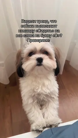 Видели тренд, что собаки выполняют команду «Сидеть» на все слова на букву «С»? Проверяем.
