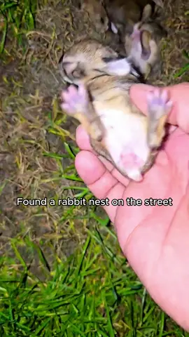 Found a rabbit nest on the street #rescue #rescueanimals #animals #animalsoftiktok #rabbit #rabbitsoftiktok 