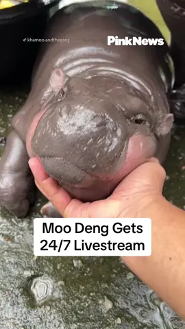 The internet’s fav pygmy hippo is getting her own livestream! On Thursday 19 September, Thailand’s Khao Kheow Open Zoo confirmed that 2-month old Moo Deng will be live-streamed 24/7 in the coming week. Videos of Moo Deng taken by her zookeeper, have racked up millions of views on TikTok. And the memes just keep getting better. One fan called Moo Deng a “lifestyle icon”, noting that she is “inexplicably moist at all times”, “slightly blurry in most photos” and “probably screaming or sleeping”. Moo Deng, whose name translates to “bouncy pork”,  lives with her mom Jona in the hippo pit. She has two siblings, Moo Tun, meaning stewed pork, and Moo Wan, meaning sweet pork. Moo Deng’s meteoric rise to fame has caused a surge in visitors to the Thailand zoo. But, it’s not all been positive attention. Some videos show visitors splashing water or throwing things at the sleeping Moo Deng to try to wake her up. The zoo’s director released a statement asking visitors not to throw objects at Moo Deng or make loud noises, and that it would take legal action against those who do not behave. He added that the zoo had installed surveillance cameras in the area and a security officer has been appointed to watch over Moo Deng. So, will you be watching the Moo Deng livestream? #moodeng #babyhippo #livestream #thailand #pygmyhippo 