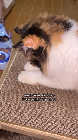 🖤🤎🤍 #cats #catsoftiktok #persian #persianragdoll #scratching #scratch #catscratch #catslife #fyp