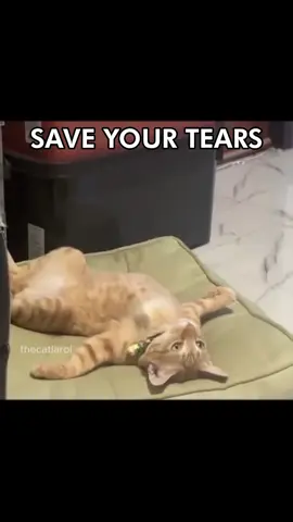 Save your tears for another day 🥺🐈 #saveyourtears #theweeknd #cattok #catedit #catlover #fyp #catcore #catsoftiktok #thecatlaroi 