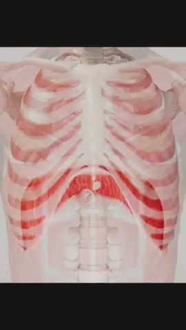 O diafragma é o principal músculo respiratório do corpo, localizado entre a cavidade torácica e a abdominal. Ele tem um papel essencial na respiração e em diversas funções relacionadas à pressão interna do corpo. Suas principais funções e importância incluem: Funções: 1. Respiração:    - Inspiração: O diafragma se contrai e desce, aumentando o espaço na cavidade torácica, o que permite que os pulmões se expandam e puxem o ar para dentro.    - Expiração: Ao relaxar, o diafragma sobe, reduzindo o espaço torácico e ajudando a expulsar o ar dos pulmões. 2.  Manutenção da Pressão Intra-abdominal:     - O diafragma contribui para o aumento da pressão intra-abdominal, ajudando em funções como defecação, micção e parto. 3. Função Digestiva:     - Durante a respiração, o movimento do diafragma também influencia o funcionamento do trato digestivo, ajudando a manter o fluxo de alimentos no estômago e intestinos. 4. Circulação Venosa:     - O movimento do diafragma auxilia o retorno do sangue venoso ao coração, especialmente nas veias da cavidade abdominal e membros inferiores. Importância: - Respiração Eficiente: Como o principal músculo da respiração, o diafragma é responsável por permitir uma troca de gases eficiente nos pulmões. - Controle da Postura: O diafragma também ajuda a estabilizar o tronco e a coluna durante atividades físicas, mantendo uma boa postura. - Saúde Respiratória: O funcionamento adequado do diafragma é crucial para prevenir dificuldades respiratórias e problemas relacionados, como a falta de ar. O diafragma é vital para a respiração e diversas funções corporais. Seu papel vai além da simples entrada de ar, impactando também a digestão, circulação e pressão interna. #diafragma #respiração #inspiracao #expiracao #fr♿️ 