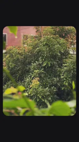 #CapCut #pidachhahai #lekhusahayatri #foryoupag #nepaltrending 