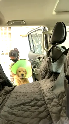 Of course the dog's not happy about going to the hospital ☹️#goldenretrieverlife #funnydogs #dogsoftiktok #fyp 