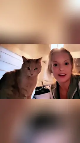 one,two,three 📸👀🤣#cat #cats #fyp #funnyvideos #funnycat #funnyanimals #funnytiktok #foryou #foryoupage #catsoftiktok #catsmoves #kitten #pet #tiktokcats #usa_tiktok 
