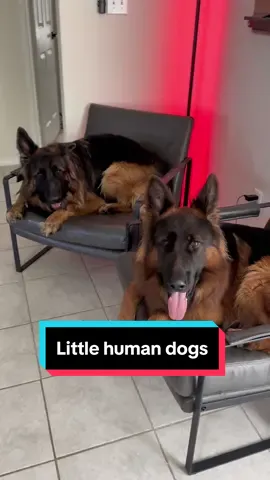 If it fits it sits 😂 #dogsofttiktok #germanshepherd #dogs #funnydogs #fyp #goofy 