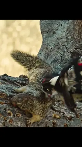 #amazinganimalsworld #wildlife #tiktok #recommendedforyou 