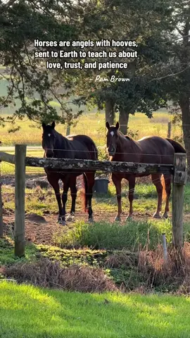 #horsesoftiktok #horses 