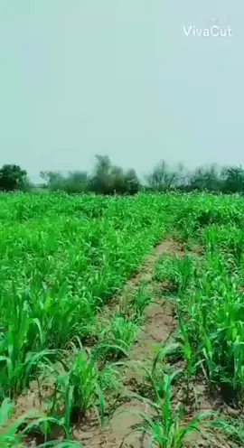 #تهامه_الحبيبه_تهامه_الحب_والسلام #اكسبلورexplore 