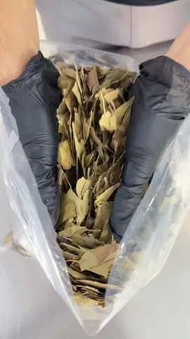 عشبة الجنكة 😍