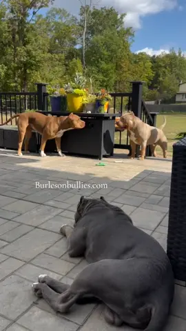 You're SUPPOSED to Fck with your Siblings #UnwrittenLaw #IDontMakeTheRules Burleson's Nadia and Burleson's Kilo loved and spoiled by @lrap7114 @thechoch53 🐾🐾 We Don't Find Homes for new Dogs...We Match Perfect Homes for Perfect Pups 😊 www.Burlesonbullies.com 🐾🐾 #BurlesonBullies #GotTex #FckSloppy #GotBurleson 