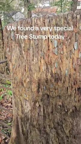 Ambleside has a special Tree Stump that we found where you can insert coins 🥰🥰 #Ambleside #thelakedistrict #cumbria #newcastle #tree #moneytree #wishingtree 