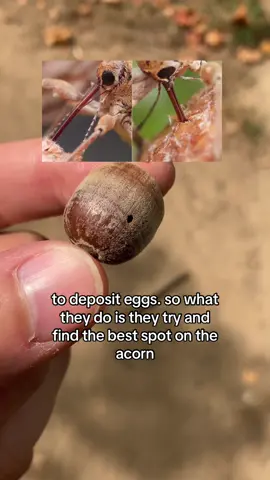 Footage is from the awesome @deeplookofficial go check them out! #acornweevil #weevil #bug #bugtok #insect #entomology 