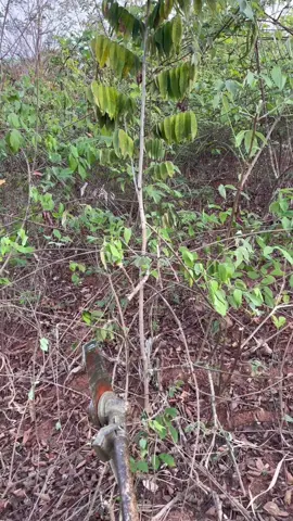 #agro #popular #vidanocampo #vidanarroça #roçadeira #fyp 