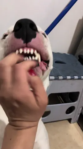 Napoleón nuevamente hace de las suyas 😅 #mandacagadas3000 #perroinfluencer #parati #perrostiktokers #viral #tiktok #travesuras 