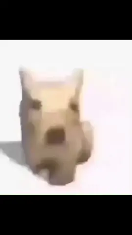 #random #parati #viraltiktok #dog #chavodel8 #identificar #sad #angry #textorojo #yo #fyp #tumama #makeup #girls #futbol⚽️ #potaxie #homero 