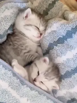 #แมว #ลูกแมวcat #cat #ทาสแมว #cats  #catlover #meow #kitten #pet  #catstiktok  #neko  #catoftheday #cute  #bangkok #猫 #kitty #คนรักแมว  #catlovers #ねこ #lovelycat #รักแมว #แมวน่ารัก #cutecat#catclip #catvideo #น้องแมว 