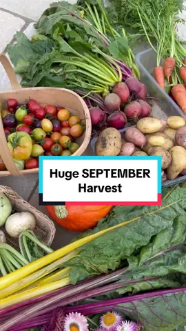 Huge garden harvest in middle of September! So sad the tomatoes are coming to an end but pumpkin and squash season is my next favourite. #gardenharvest #growyourown #vegetablegarden #homestead #gardentok 