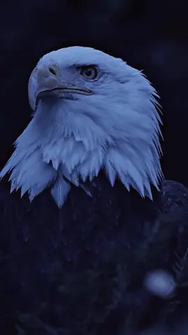 Live Wallpaper Part 9 :  The eagle's gaze.  #livewallpaper #eagle #fypage 