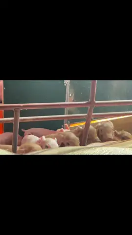 Kết thúc một ngày làm việc 🍀🫨#deheusvietnam #chănnuôicùngdeheus #chănnuôilợn #xuhuongtiktok #pigfarm 