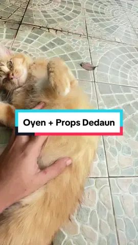 Oyen + daun +air hujan + tanah > bulu glowing #oyen ni memang tempat kotor lepas hujan tulah yang dia cari😤. 