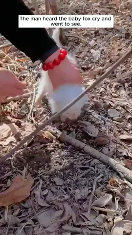 Rescue a baby fox #rescue #rescueanimals #animals #animalsoftiktok #fox 