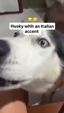 Funny and cute dogs Compilation... #funnydog #funnypet #cutedog #dogoftiktok #doglover #dog 