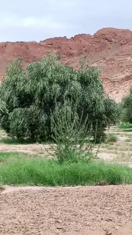 أجمل ما قيل عن شجرة الزيتون 🌳 شجرة الزيتون لا تبكي ولا تضحك  هي سيدة السفوح المحتشمة بظلها تغطي ساقها ولا تخلع أوراقها أمام عاصفة ما شاء الله ❤️  #اجمل_ما_قيل_عن_شجرة_الزيتون  #الزيتون  #الطبيعة  #شجرة_مباركة 