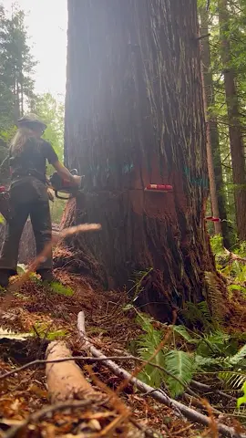 Logging #fyp #asmr #satisfying #satisfaction #satisfyingvideo #logging 