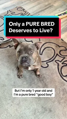 Replying to @truth teller 2 he's just a baby and he's ACTUALLY a pure bred GOOD BOY so idk what you mean...#adopt #foster #shelter #dogsoftiktok #rescue #dogs 