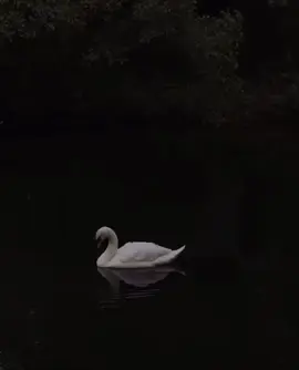 #swanlake #swanaesthetic #darkaesthetic #swan #fyp #forest #swancore #beautiful 