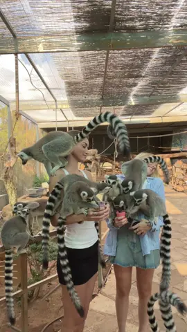 ohh i love king julien 