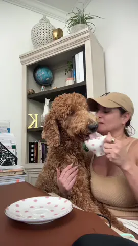 Cuando no te dejan disfrutar de la mejor parte 😩@YELANY cutedog#coffe #doglovers#capuccino #espuma#enjoy#goldendoodle #cutedogs.
