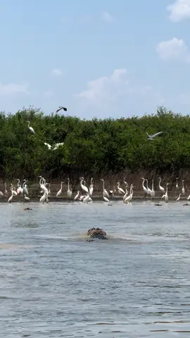 Será q tem jacaré açu🐊🐊🐊 #vidanocampo #vidanomato #ribeirinho #ribeirinhos #natureza #naturezaperfeita #naturezaselvagem #paisagem ##amazonas #manaus #tiktokbrasiloficial🇧🇷 #tiktok #rells #brasil🇧🇷 #amazonastiktok #manausnotiktok #pantanal #viraliza #viralizar #pesca #jacare #jacareaçu #ribeirinho #paisagensnaturais 