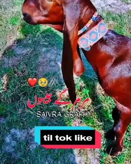 #trinding_video #foryoupag #viral 