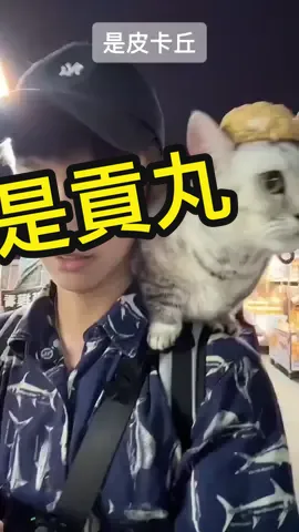 逛街好夥伴#貓 #寵物 #cat #貢丸gongmaru 