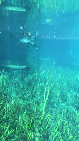 Gator season is coming to an end 😮‍💨🐊 #alligator #gator #florida #underwatertiktok #underwater #wildlife #animalsoftiktok #animals 