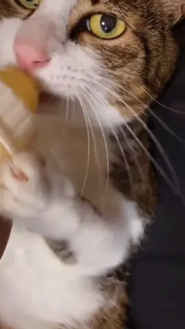 Go For it......Rocky 😅 #catloverworld  #catlovers  #catlover  #rockybalboa  #rockymovie  #cat  #neko  #oyen  #anime  #otaku  #manga  #catsmusictv  #funnycat  #catvideo  #catsTv  #fyp  #fypシ 