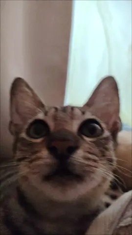 ♥️ #cats #tiktokph #CapCut #foryour #fyp #trend 