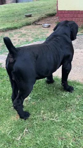 Bandit Zorro 🥶 #fyp #royaltmboerboels #boerboel #freestatetiktok #boerboelsoftiktok 