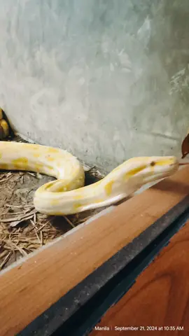 sneaky hsssshsh 📍when in Manila Zoo #burmesephyton #snake #justfinisheating #manilazoo #everyone #yellowsnake #slitheringsnake #hisssing 