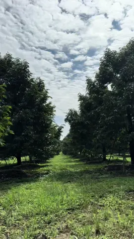 🌳✨ #สวนทุเรียนบ้านเกล #สวนทุเรียนระยอง 