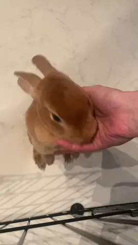 さわってほしすぎるウサギ♡ ぜひ音声ありで！ たくさん見てもらえた動画をもう一度♡ (再投稿です) #うさぎ #うさぎのいる暮らし #ミニレッキス #ミニウサギ