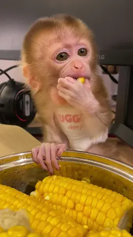 Kiki having corn 🌽🌽🌽🙉#monkey #cutebaby #unitedkingdom 