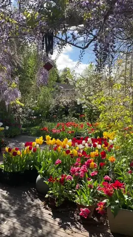 My secret is gardening and growing flowers ❤️ #spring #flowerkiss #floralgarden #fypシ #flowers #bunga #joy #vibes #flowershower #flores #flower 