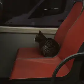 walking back home - fur #fomo #fur #catmeme #cat #kucing #fypage #musik #musiclyrics #fypage #fyppppppppppppppppppppppp 