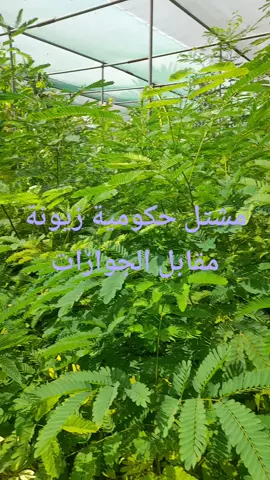 مشتل الزهور الحكومي زيونة مقابل الجوازات 